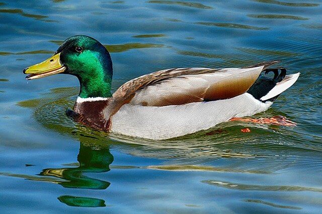 animal canard colvert