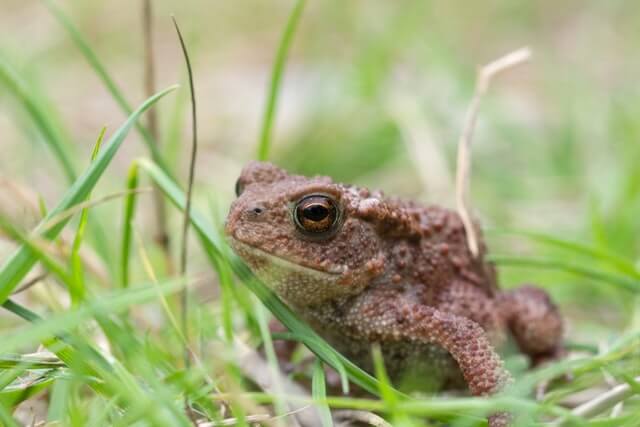 animal grenouille crapaud d'amérique