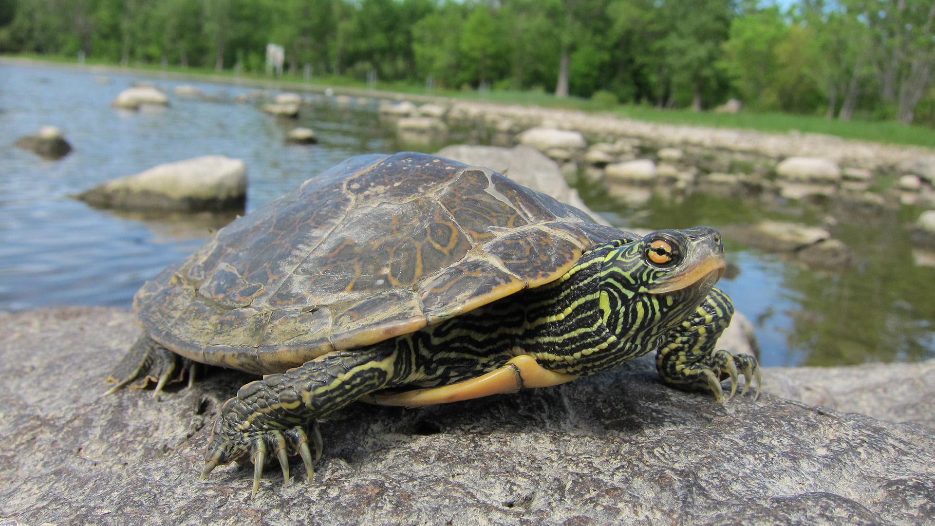 tortue geographique