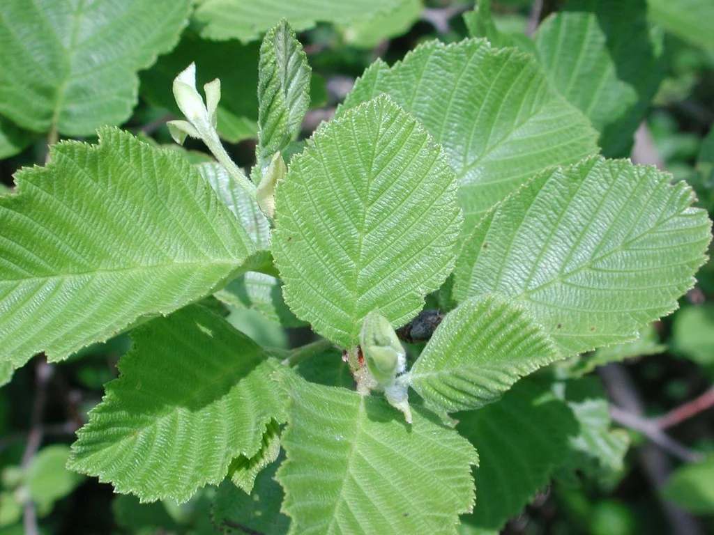 Speckled Alder - Éco-Odyssée